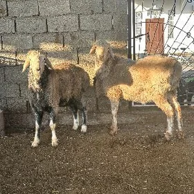 ARASSA KISAR GOÇLAR