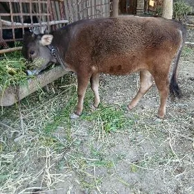 Tüwe