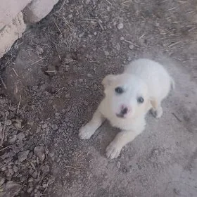 Сабака