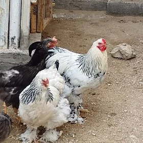 paroda towuklar we jüýje