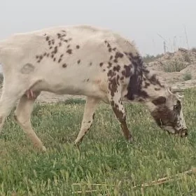 Göleli sygyr