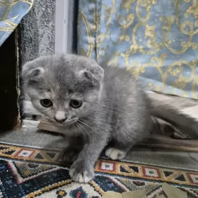 Котята вислоухие