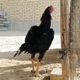 horaz