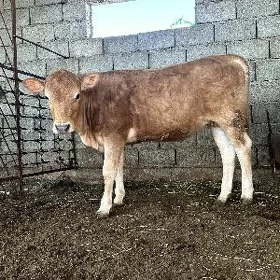 ARASSA JERSI TÜWE