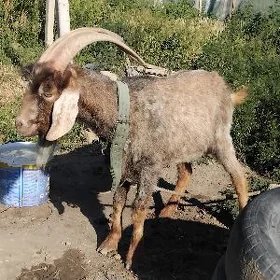 geci