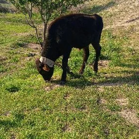 okuzce