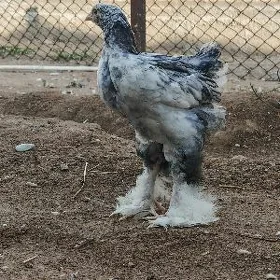 brama