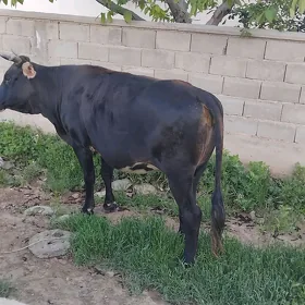 gysyr sygyr