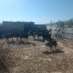 Gysyr geçiler