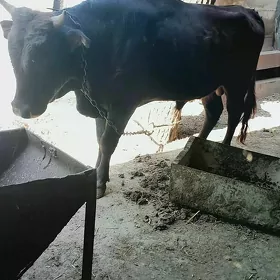 öküz