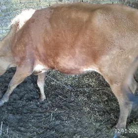 Baklyk sygyr
