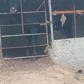 öküz
