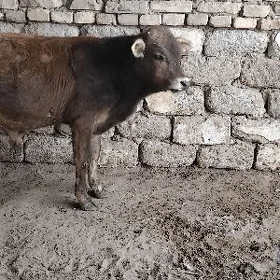 OKÜZ ŞWES ARASSA
