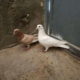 kepderi.