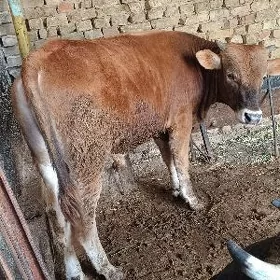 2 sany baklgy okuz