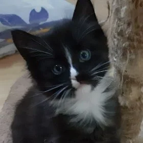отдам котят