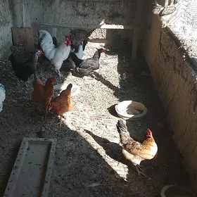 Ýaş towuk