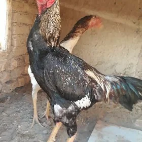 horaz