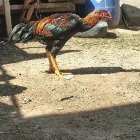 horaz