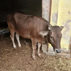 tüwe