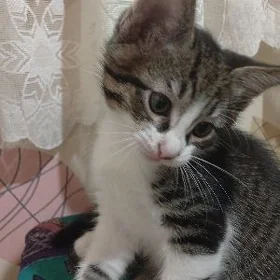 Котёнок,,Тишка"