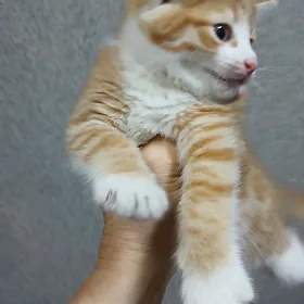 рыжий котёнок мальчик 1 месяц