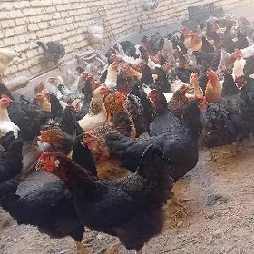 GEGANT TOWUKLAR