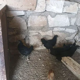 gara towuk juje