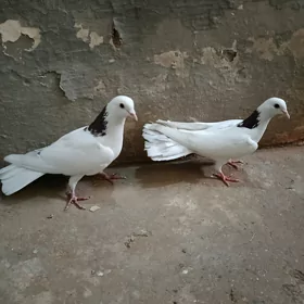 kepderi.