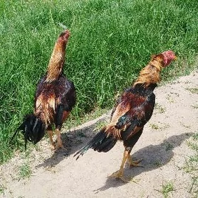 Baysok