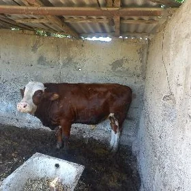 öküz Tohum