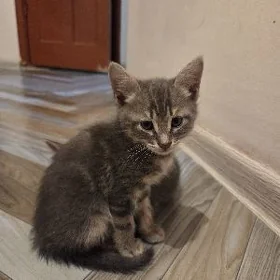 Кошечка в добрые руки