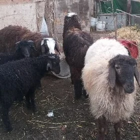 koy koçkar