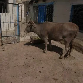 sygyr
