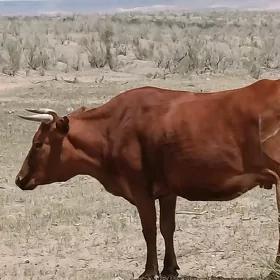 sygyr