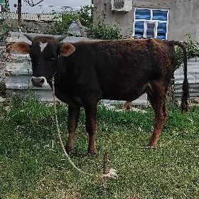 ŠWES OKUZ