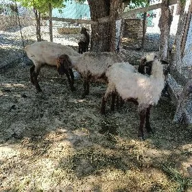 goŷun