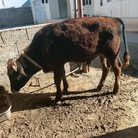 ökuz