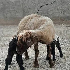 Ekiz guzly goyun we Cebiş