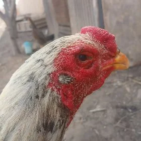 horaz