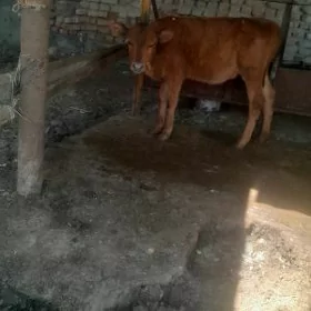 tuwe tohum