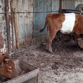 Göleli sygyr satlyk