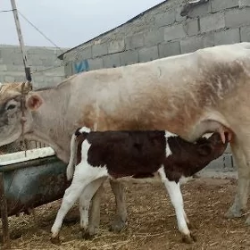gòleli sygyr