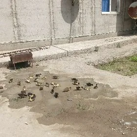 indavutga jüje