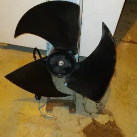 kanisaner