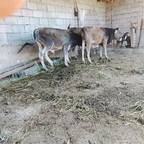 Öküz