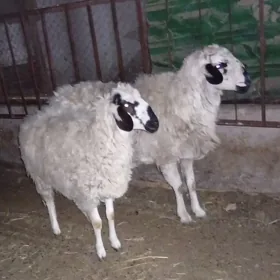 ак кочкар гоюн