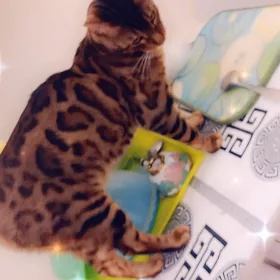 bengal pisik