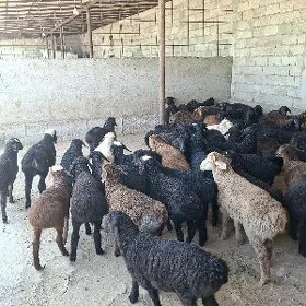GİSARY TOKLYLAR