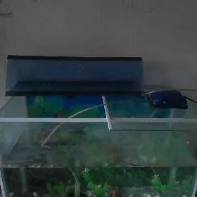 akwaryum